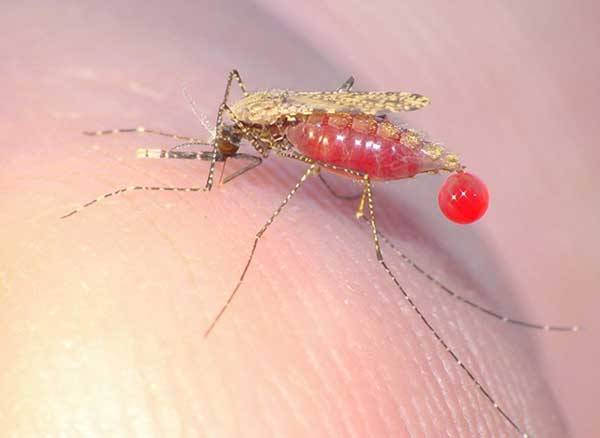 Dokonalý cyklus nemoci, na kterou bývá krátká i nejmodernější současná medicína, se odehrává v začarovaném kruhu komára a člověka. Zimničky neboli prvoci Plasmodia, způsobují jen velmi těžko léčitelnou nemoc – malárii.