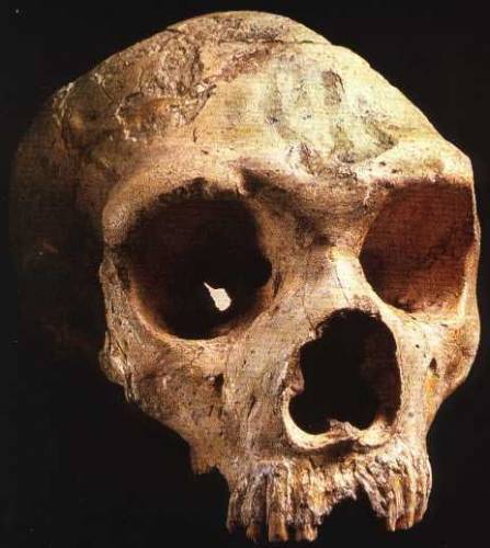 V srpnu uběhne 150 let od nálezu zvláštní kostry v jedné z jeskyní Neanderova údolí u německého Düsseldorfu. Objev vyvolal bouřlivou diskusi a mnohaleté vědecké spory. Skoro půl století trvalo, než se svět s existencí neandertálců definitivně smířil.