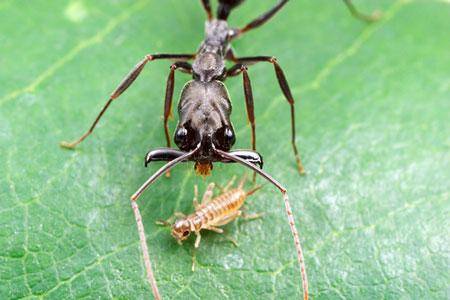 Víte, kolikrát drobný mravenec druhu Odontomachus bauri dokáže sklapnout kusadla, než stačíte mrknout okem?