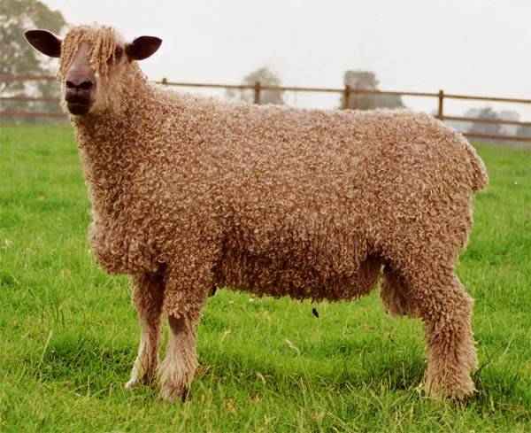 Britská firma Creative Paper Wales bojuje proti mýcení lesů po svém. Začala vyrábět papír z ovčích exkrementů.
