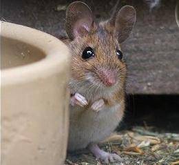 Všeobecně zažitou představu, že myši rády mlsají sýr, vyvrátili vědci z univerzity v Manchesteru.