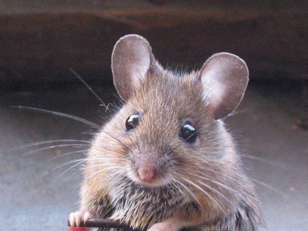 Dědičnost funguje i bez genů! Jak se barví myši? Francouzští genetici z University of Nice Sophia Antipolis chovají hnědé myši s bílou špičkou ocásku a bílými tlapkami.