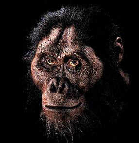 Antropologové po více než 30 letech hledání našli zachovalou kostru dítěte stejného druhu, k jakému patřila i legendární Lucy  - Australopithecus afarensis.