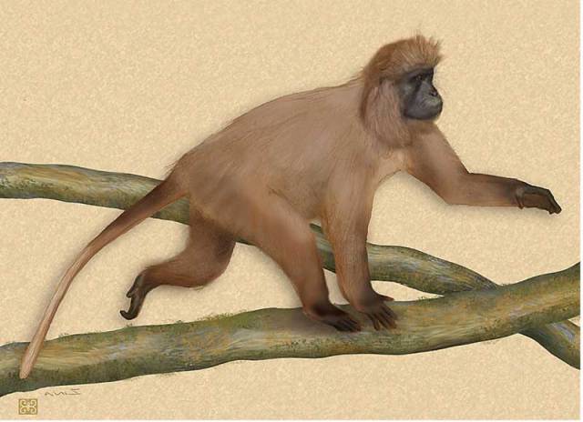 Zoologům se nedávno povedl nevídaný kousek. Objevili nový druh primáta, kterému hrozí bezprostřední vyhubení. Kdyby ještě pár desítek let unikal pozornosti vědců, nemuseli bychom se o něm už dozvědět vůbec.