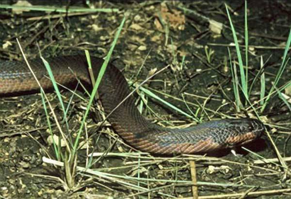 Hnědá nebo bílá? Když si had hraje na chameleona… V pralesích Bornea byl objeven nový druh jedovatých vodnářek, který dokáže během několika málo minut změnit svou běžnou barvu na bílou.