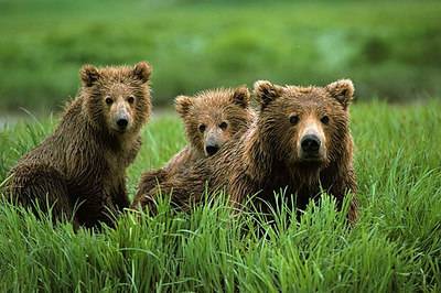 Bývalo zvykem, že medvědi žijící na Sibiři, začátkem listopadu už spokojeně pochrupkávali. Vzhledem k vyšším teplotám se však zdá, že tato tradice bude porušena.