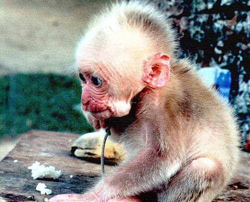 Vietnamci oznámili, že se jim podařilo naklonovat makaky. 