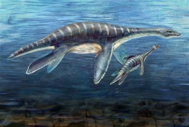 Na jednom z antarktických ostrovů byla nalezna velmi dobře zachovalá zkamenělá kostra mláděte plesiosaura.