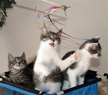 První klonovaná kočka na světě má koťata.