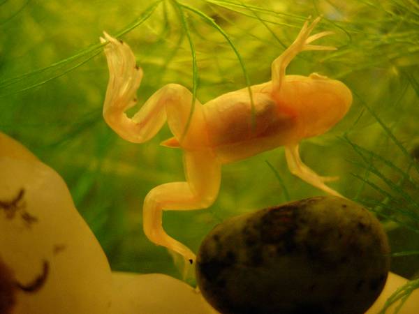 Žába drápatka (Xenopus laevis) je dnes nenáročným akvaristickým miláčkem. Ovšem v minulosti, ji ženy používaly místo těhotenských testů…