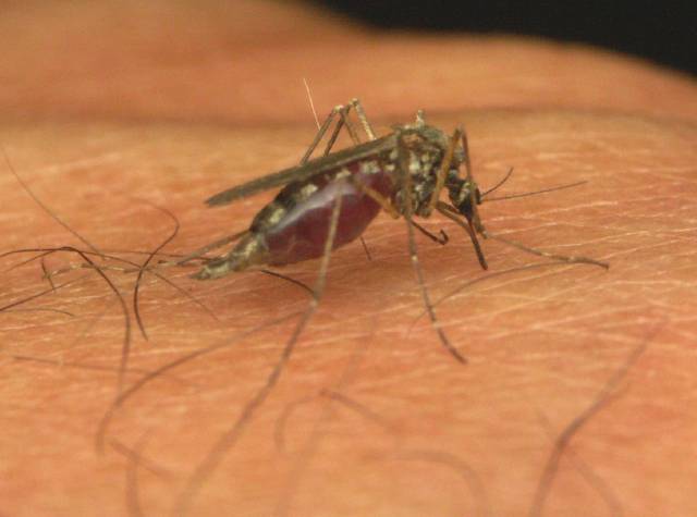 Ozáření moskyti jako zdroj levné obrany proti malárii