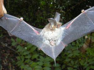 Na Madagaskaru byl objeven nový druh netopýra.