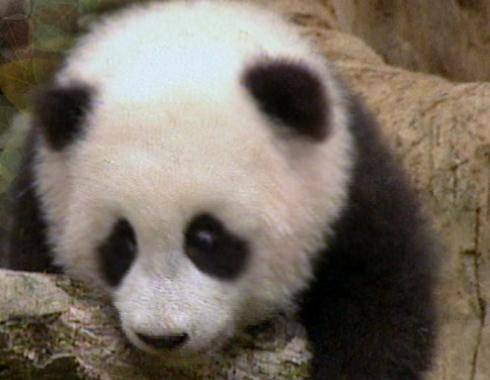 Slušný úspěch zaznamenaly čínské chovné stanice pand. Za uplynulý rok se v nich narodilo 34 mláďat.