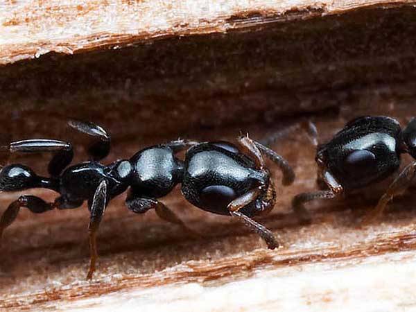 V Americe se přemnožili mravenci. Na této zprávě by možná nebylo nic zvláštního, až na to, že vědci přišli na originální způsob, jak podobnému přemnožení zabránit.