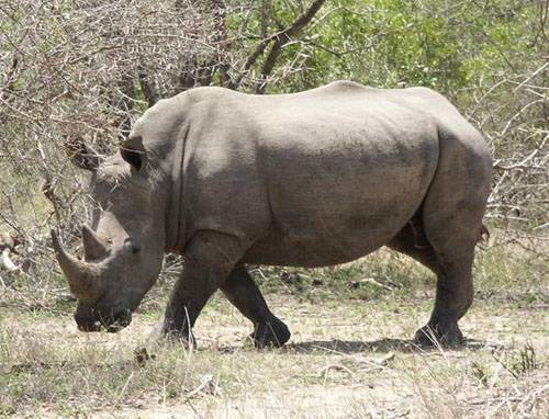 První nosorožec &quot;ze zkumavky&quot;