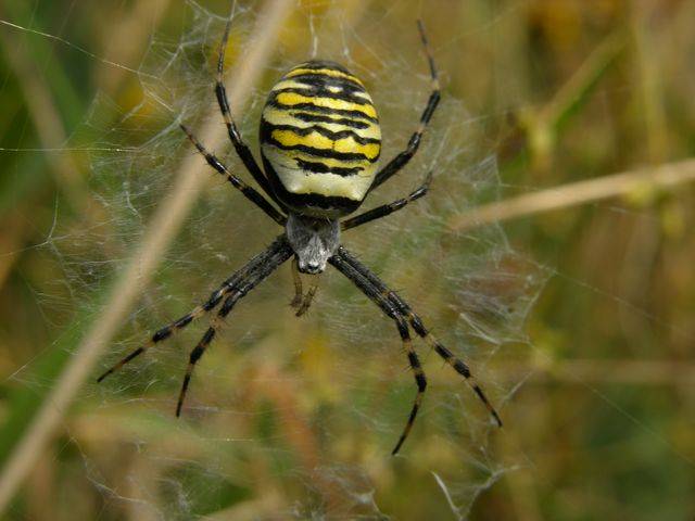 Aby si byl pavoučí sameček jistý, že se jeho partnerka nespáří s někým jiným, po kopulaci jí "ucpe" její pohlavní otvor.