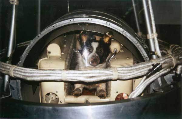 Skutečně prvními průkopníky na cestě do vesmíru byla laboratorní zvířata, bez nichž by si počátky kosmonautiky vyžádaly mnohem víc obětí.