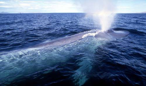 Vědcům se podařilo rozlišit několik velrybích nářečí.