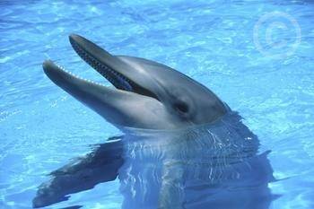 Delfíni vylepšují své echolokační schopnosti za pomoci chrupu.