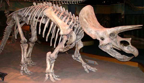Nejnovější objevy z Číny nyní posunuly dobu vzniku rohatých dinosaurů o další miliony let do historie. Ukazují, jak krutý byl zápas pravěkých gigantů a jakými děsivými zbraněmi je příroda vyzbrojila.