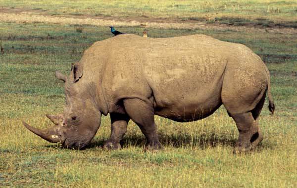 Nosorožci vždy patřili k největším suchozemským obyvatelům této planety. Kdysi obývali lesy i pláně ve velkém množství, dnes jsou ale zahnáni do „slepé uličky“ a hrozí jim vyhynutí. Podle nejnovějších údajů jich ve volné přírodě přežívá již jen pár stovek kusů.