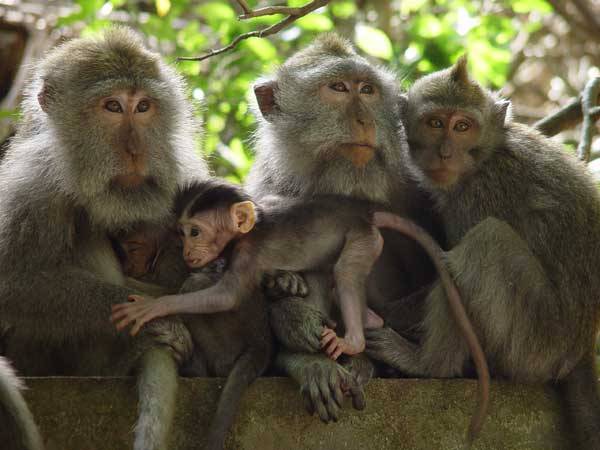 První klony primátů Podařil se Vietnamcům naklonovat makaky? Před korejským podvodem s klony lidských embryí se mělo za to, že primáty současnými metodami klonovat nelze.