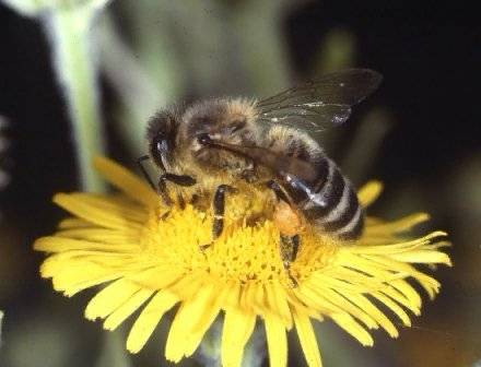Záření z mobilů možná stojí za úbytkem populací včel.