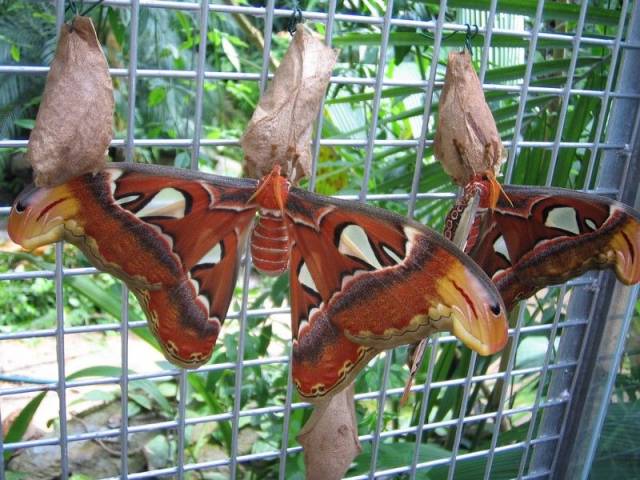 Výstava exotických motýlů v Botanické zahradě hl.města Prahy sice podle kalendáře akcí skončila, motýli si ovšem poroučet nedají! (A dělají dobře!)