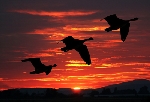 Podle ornitologů je globálním oteplováním ohrožena velká část migrujících ptáků.
