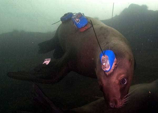 Zvířata s čipy na těle zkoumají oceány