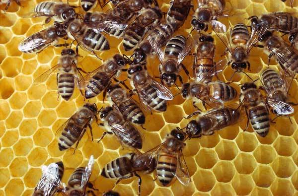 Nový objev: K čemu slouží včelí tance?