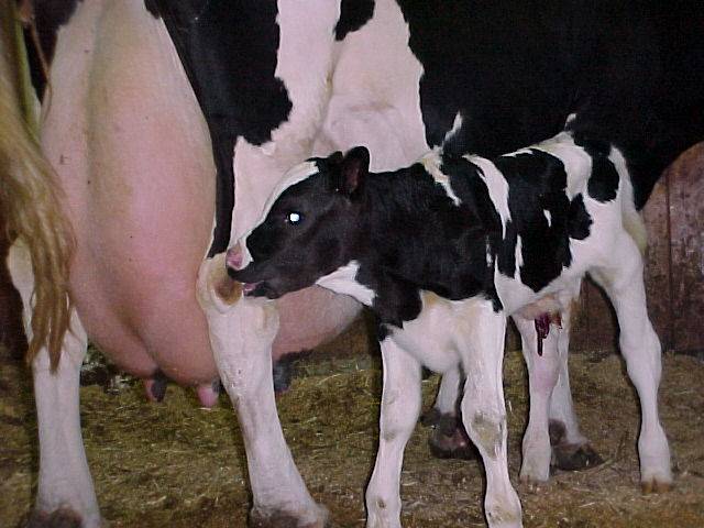 Novozélandské krávy se zdravým mlékem
