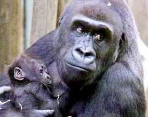 Pražská zoo má nové gorilí mládě