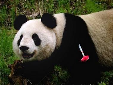 Proč zemřela první panda vypuštěná do přírody