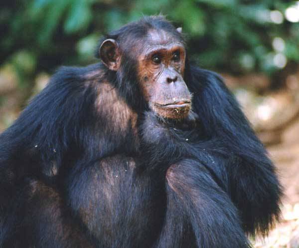 Ozbrojení šimpanzi Takhle lovili naši předci Šimpanzi žijící v africké savaně byli přistiženi při lovu kořisti za pomoci oštěpů.