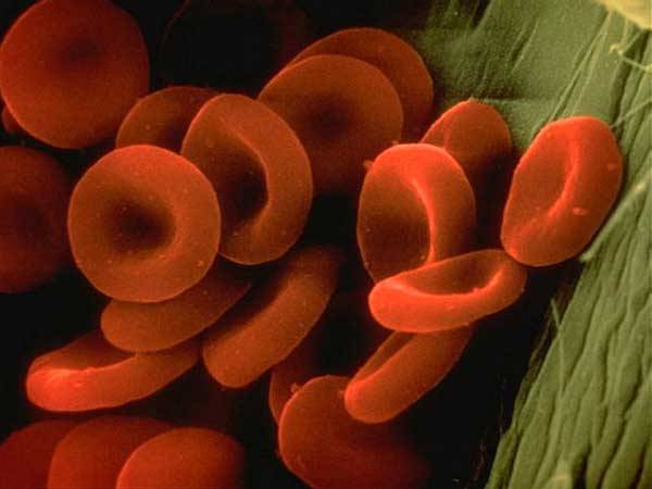 Dokážeme již vyrobit umělou krev?