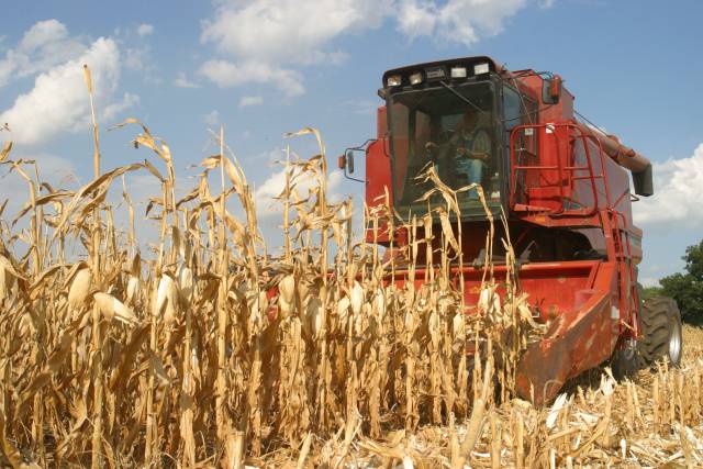 Boom výroby etanolu může ohrozit americkou produkci krmivářské a potravinové kukuřice.