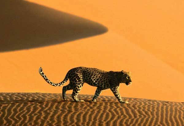 Obranné finty zvířat v poušti