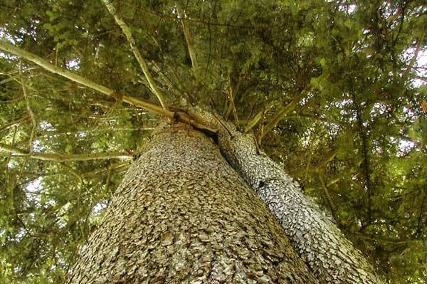 Jedle bělokorá (Abies alba) je vysoký statný jehličnatý strom (dorůstá výšky až 65 m) s pyramidální až válcovitou korunou na vrcholu zploštělou (tzv. čapí hnízdo) a válcovitým rovným kmenem o průměru až 2 m. Kůru má hladkou, většinou světle šedivou, ve stáří tmavší. Dožívá se 300 - 600 let.