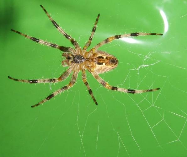 Několik druhů pavouků upletlo v severotexaském národním parku společnou síť.