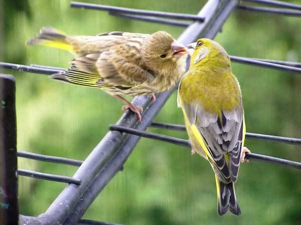 Ptačí zpěv je jedním ze symbolů přírody. I ne příliš pozorný posluchač si však v poslední době může všimnout, že ptáci své koncerty přesouvají z časných ranních hodin hluboko do noci. Vědci nyní rozluštili, jaký důvod se za tím skrývá.