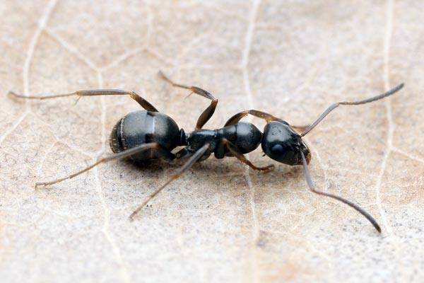 To, že hmyz je velmi dobře přizpůsobivý, je všeobecně dobře známá věc. Prim však v adaptabilitě nehraje nikdo jiný než mravenci.