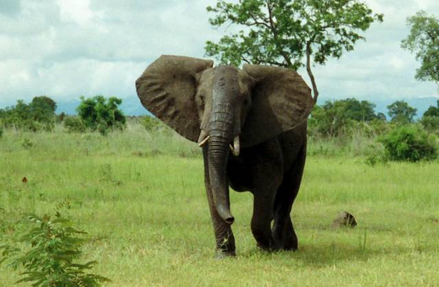 Britští etologové zjistili, že sloni čichem rozliší masajského válečníka od neškodného farmáře.