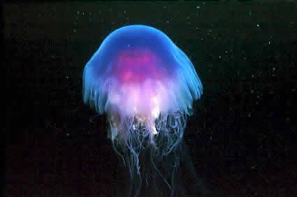 V Utahu byly objeveny 500 milionů let staré zkameněliny medúz.