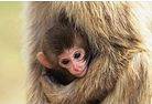 Americkým genetikům se jako prvním na světě podařilo vytvořit embryonální kmenové buňky primátů (konkrétně makaků) sloučením vajíčka a jádra tělní buňky dospělého jedince.