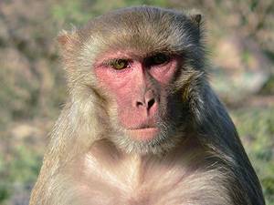 Elektrické signály mozků makaků si vědci posílají po internetu.