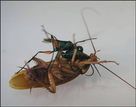 Izraelští neurologové objevili protijed proti paralyzující látce, kterou parazitické vosičky používají na zotročování švábů.