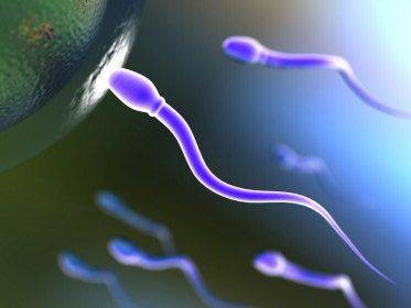 Američtí biotechnologobé okoukali od spermií výrobu energie.