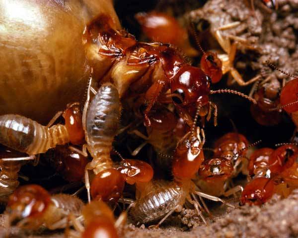 Zázrační termiti: Dobyvatelé zlata a diamantů