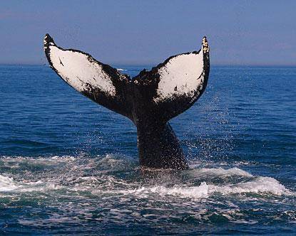Podle posledních výzkumů je pravděpodobné, že předkem velryb byl nepříliš velký býložravec zvaný Indohyus.
